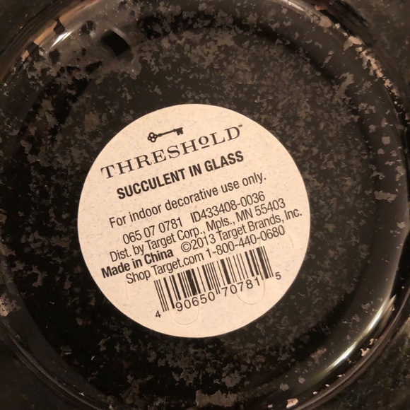 Succulent in Glass - Picture 3 of 3